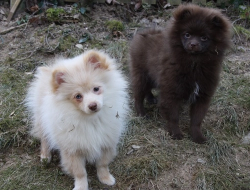 Tolle Pomchi Zwergspitz Welpen in schoko und creme !