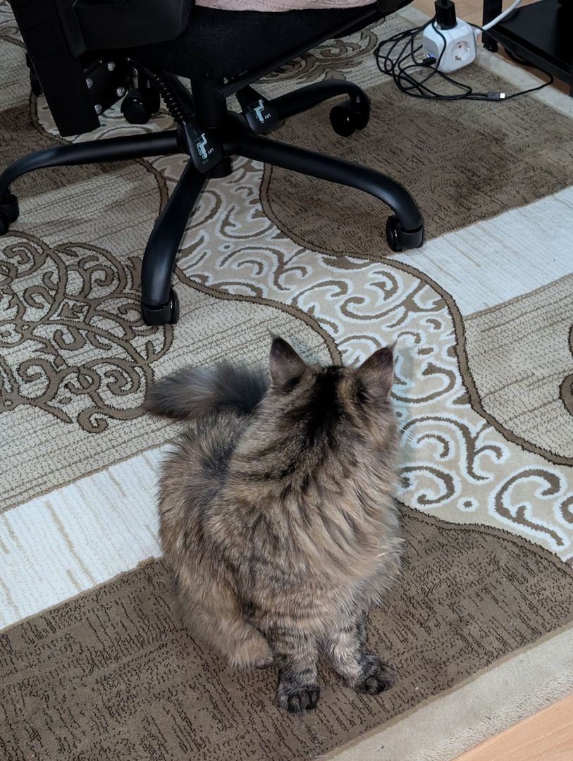 Reinrassige Maine Coon Katze – verspielt & neugierig – abzugeben Reinrassige Maine Coon Katze – verspielt & neugierig – abzugeben