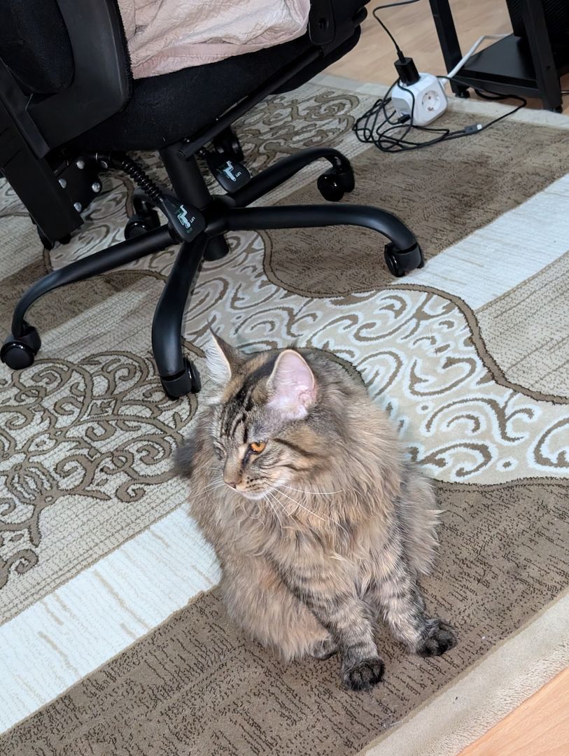 Reinrassige Maine Coon Katze – verspielt & neugierig – abzugeben Reinrassige Maine Coon Katze – verspielt & neugierig – abzugeben