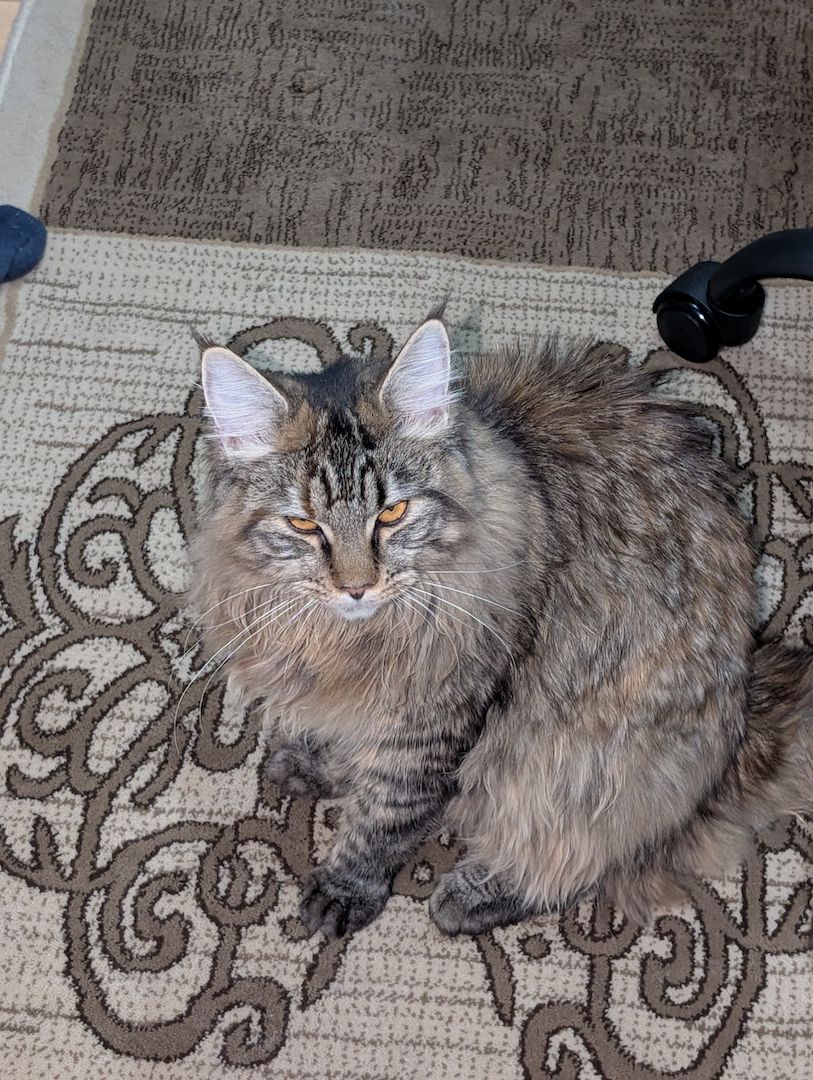 Reinrassige Maine Coon Katze – verspielt & neugierig – abzugeben Reinrassige Maine Coon Katze – verspielt & neugierig – abzugeben