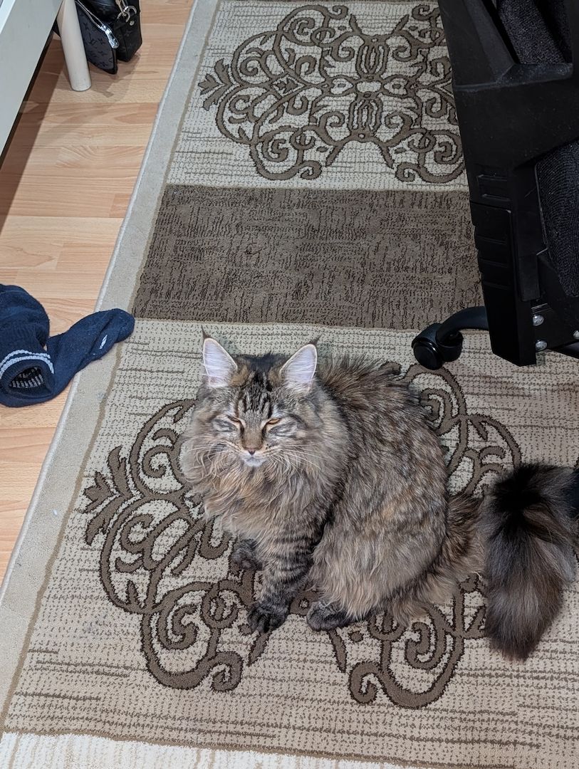 Reinrassige Maine Coon Katze – verspielt & neugierig – abzugeben Reinrassige Maine Coon Katze – verspielt & neugierig – abzugeben