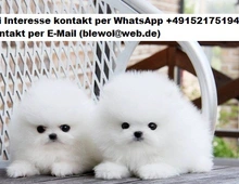 Pomeranian Zwergspitz welpen.