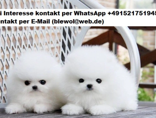 Pomeranian Zwergspitz welpen.