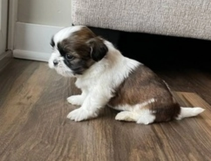 Shih Tzu Welpen zu verkaufen