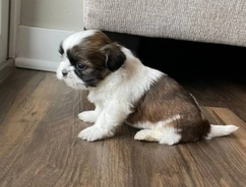 Shih Tzu Welpen zu verkaufen