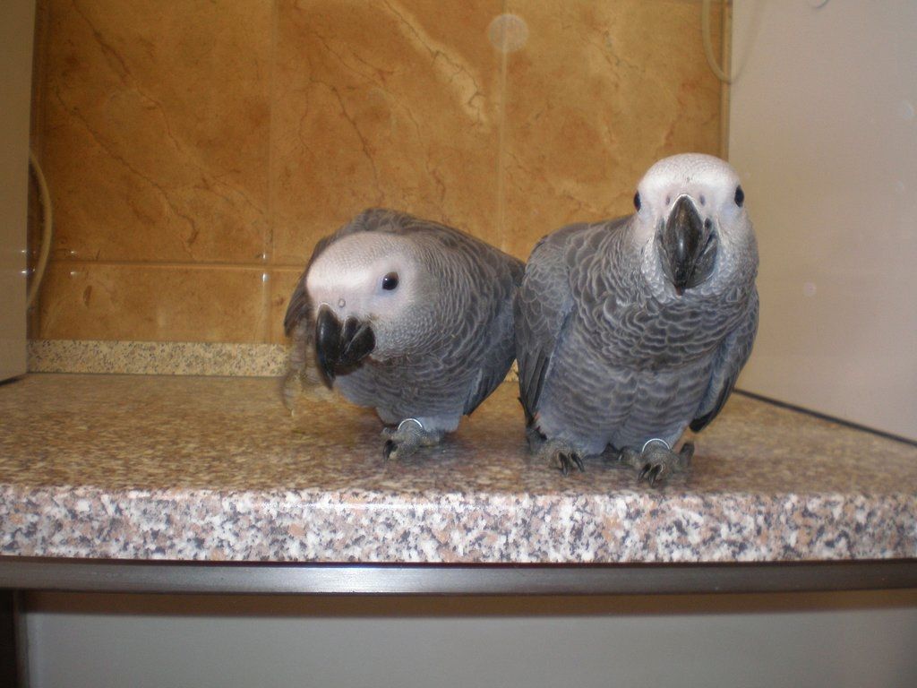zwei Graupapageien verfügbar