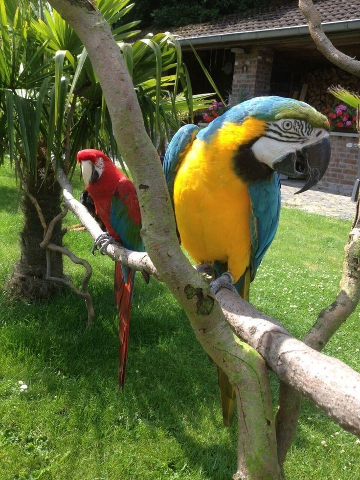 Papageien und ihre gesunden, befruchteten Eier aller Arten erhältlich Papageien und ihre gesunden, befruchteten Eier aller Arten erhältlich