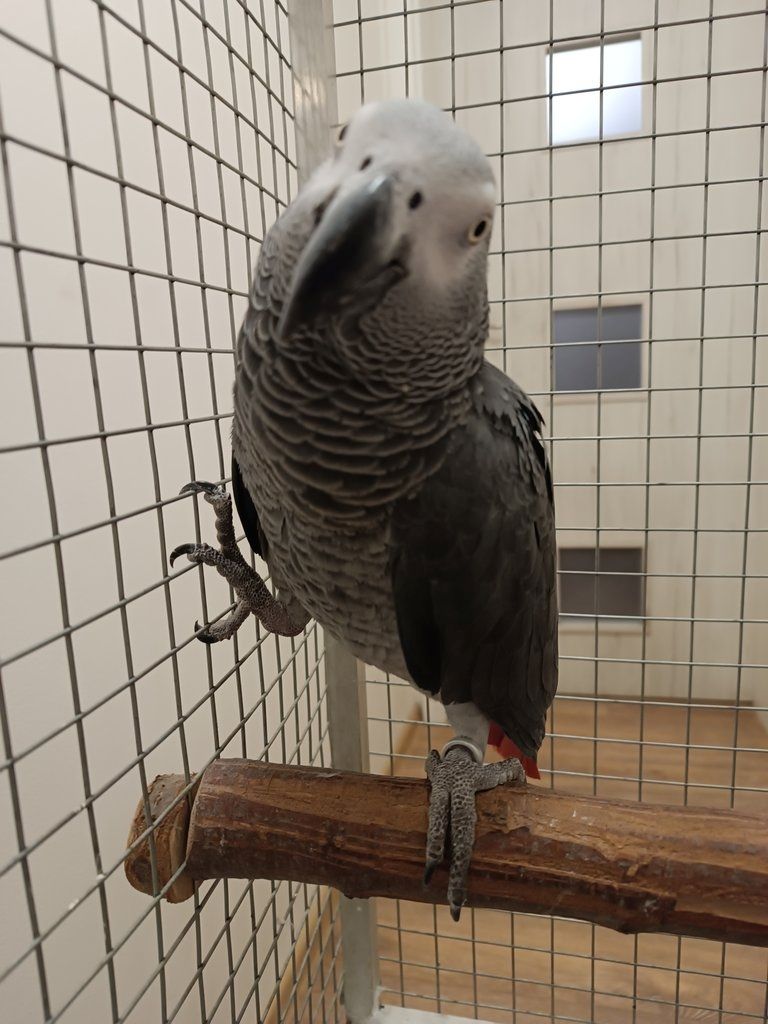 Papageien und ihre gesunden, befruchteten Eier aller Arten erhältlich Papageien und ihre gesunden, befruchteten Eier aller Arten erhältlich