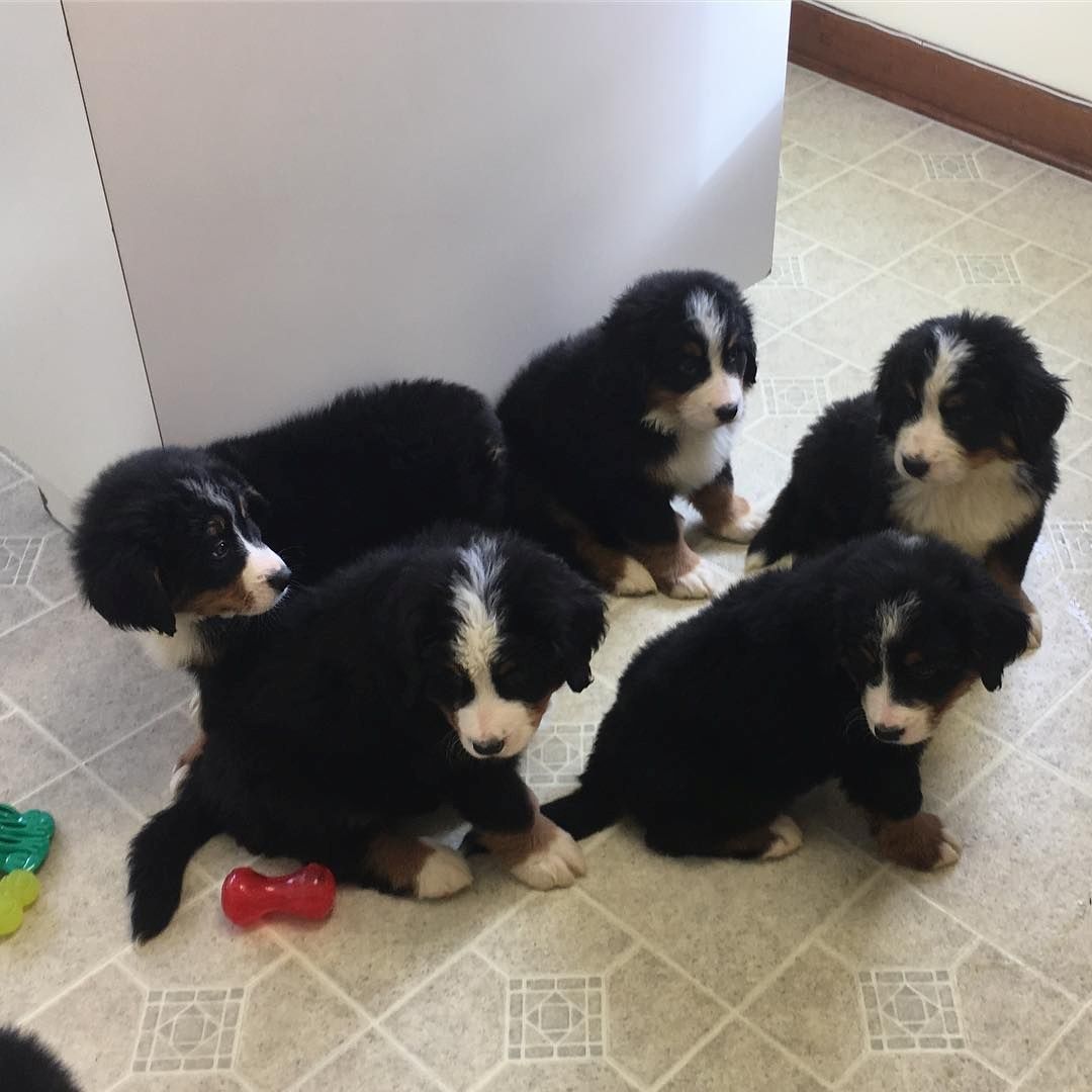 Berner Sennenhundwelpen