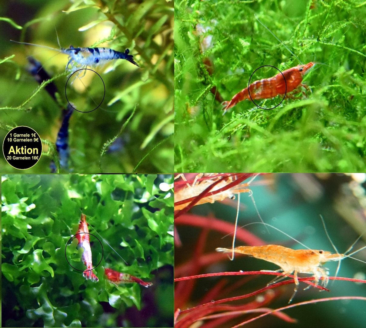 Zwerggarnelen Mixe (ab 0,80€) Versand/ Abholung