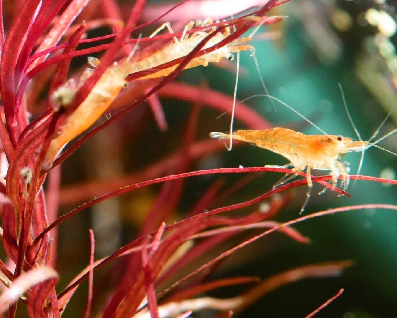 Zwerggarnelen Mixe (ab 0,80€) Versand/ Abholung