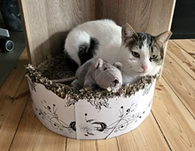 KARDOULIS - fröhlicher Kater (FIV/FeLV +) sucht Sonnenplatz