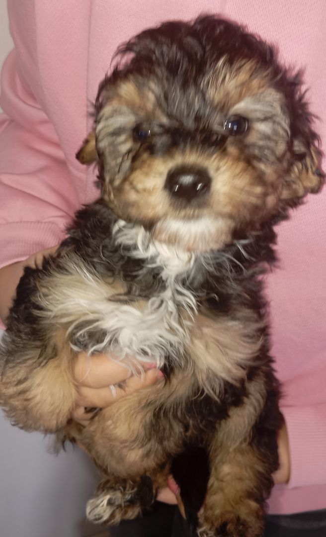 Tibet Zwergpudel Welpen Pudel 🐩