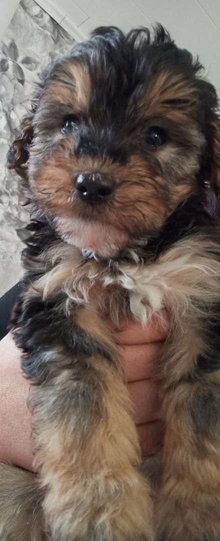 Tibet Zwergpudel Welpen Pudel 🐩