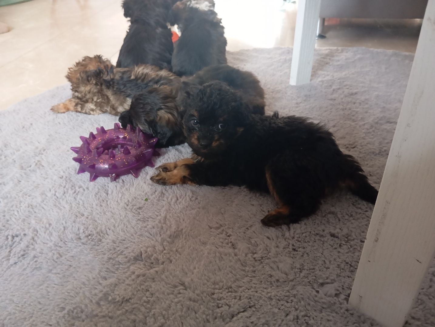 Tibet Zwergpudel Welpen Pudel 🐩