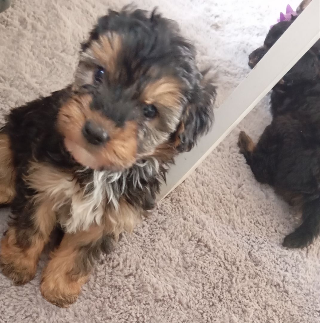 Tibet Zwergpudel Welpen Pudel 🐩