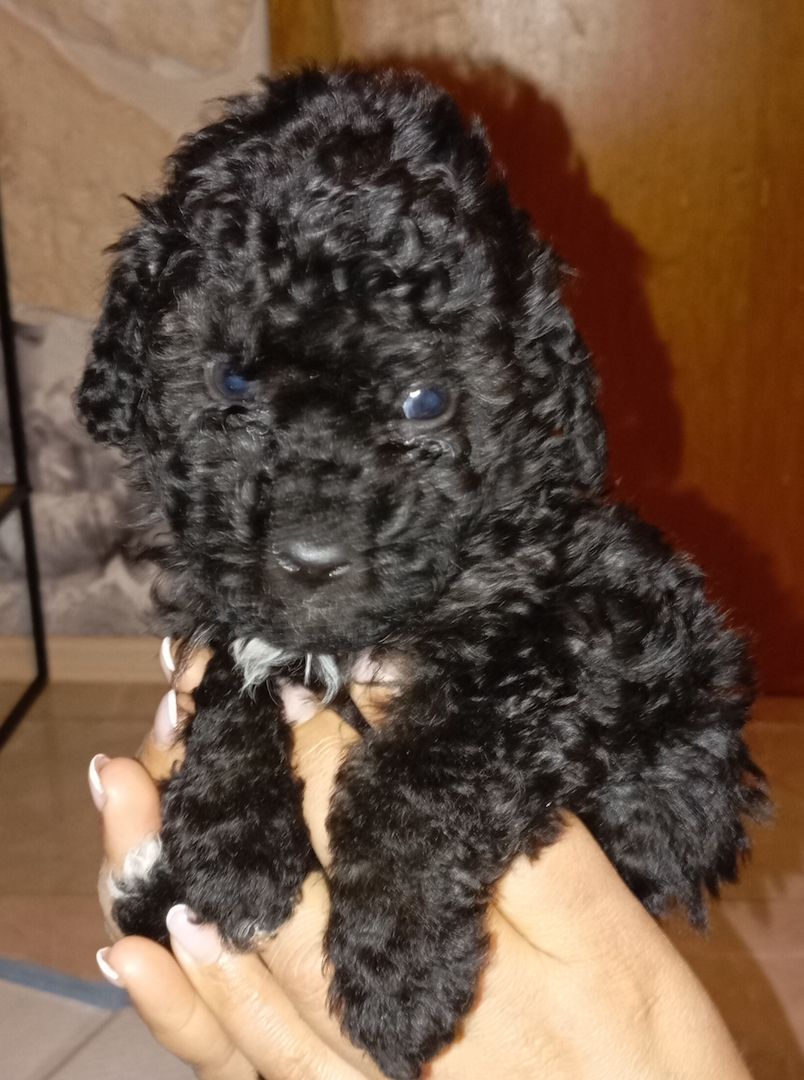 Tibet Zwergpudel Welpen Pudel 🐩