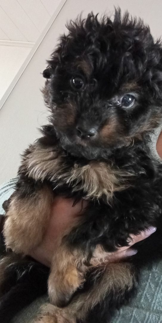 Tibet Zwergpudel Welpen Pudel 🐩