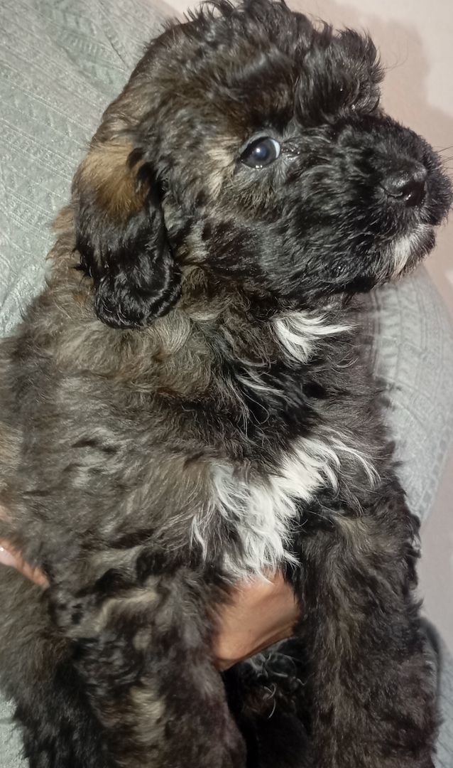 Tibet Zwergpudel Welpen Pudel 🐩