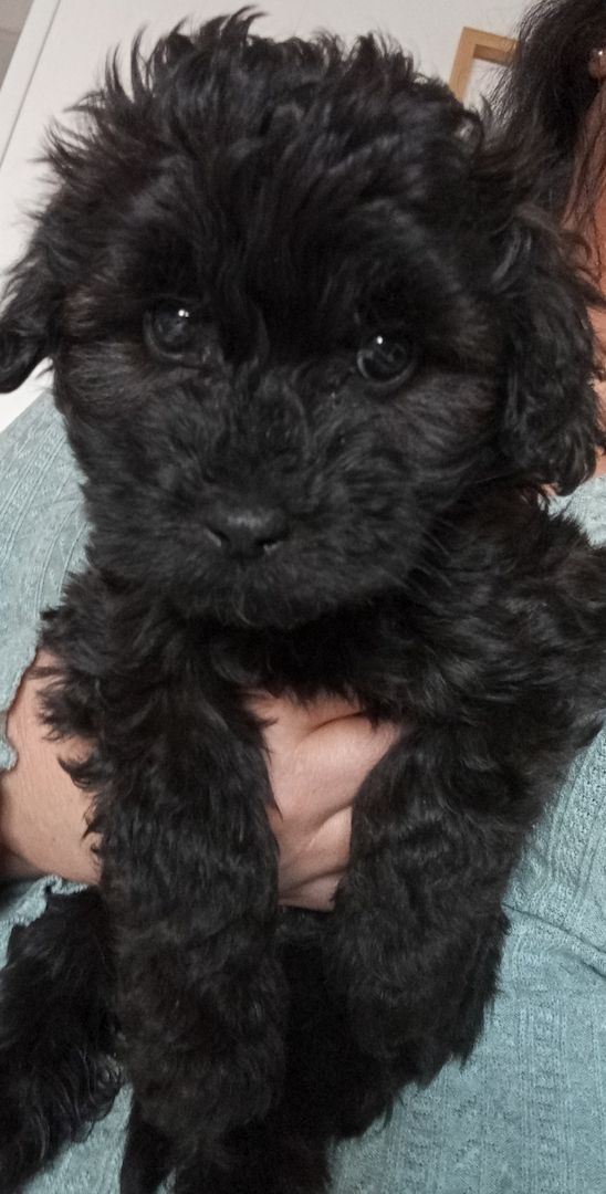 Tibet Zwergpudel Welpen Pudel 🐩