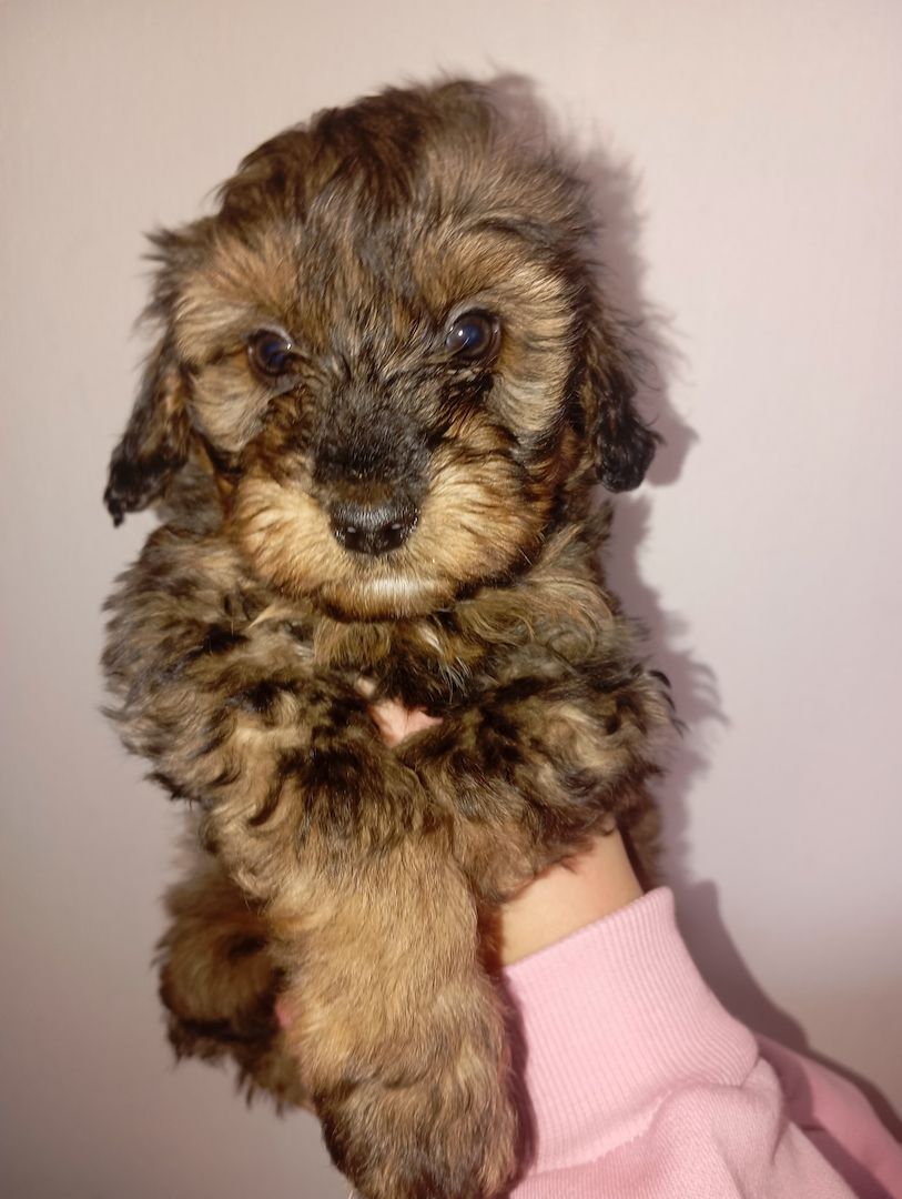 Tibet Zwergpudel Welpen Pudel 🐩