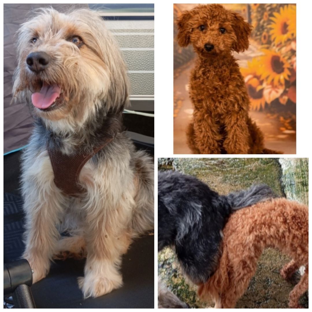 Tibet Zwergpudel Welpen Pudel 🐩