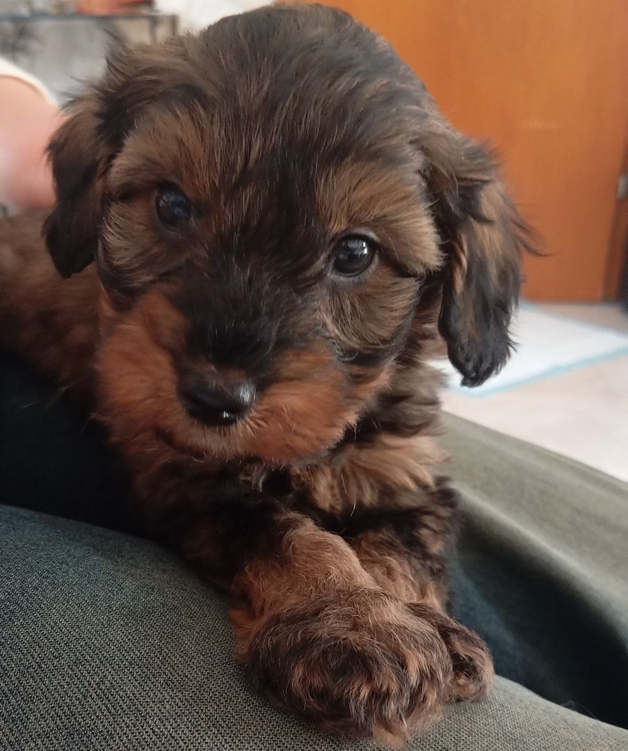 Tibet Zwergpudel Welpen Pudel 🐩