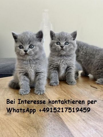 Gesunde Britisch Kurzhaar Kätzchen