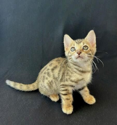 Reinrassige Bengal Kitten