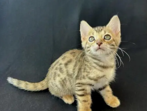 Reinrassige Bengal Kitten