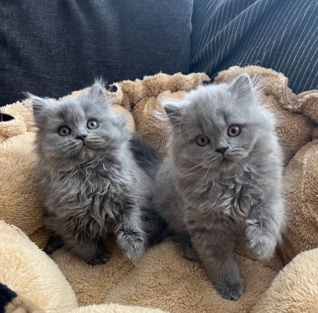 Britisch Kurzhaar Kätzchen zu verkaufen