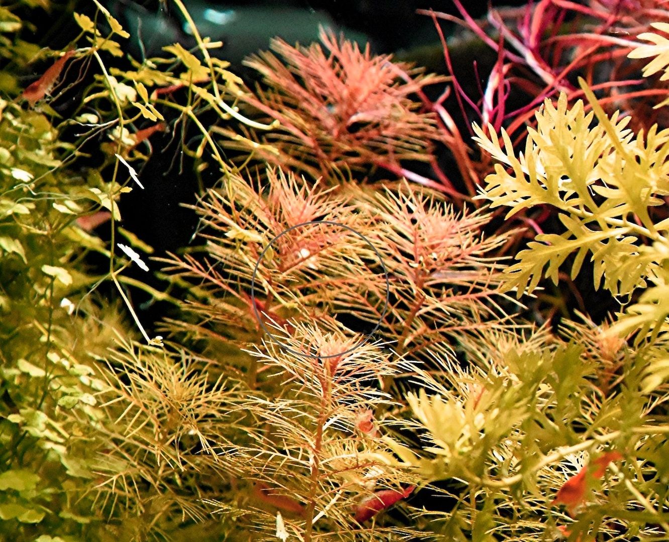 Amerikanisches Kammblatt,  Aquarienpflanze, Versand/ Abholung Amerikanisches Kammblatt,  Aquarienpflanze, Versand/ Abholung