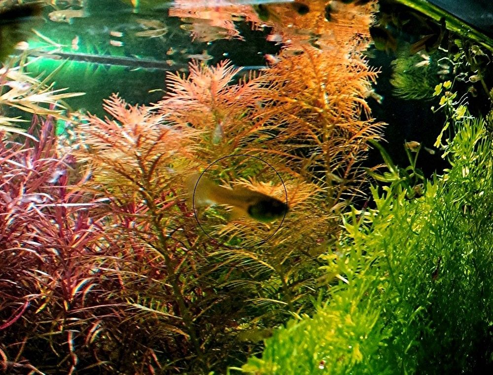 Amerikanisches Kammblatt,  Aquarienpflanze, Versand/ Abholung Amerikanisches Kammblatt,  Aquarienpflanze, Versand/ Abholung