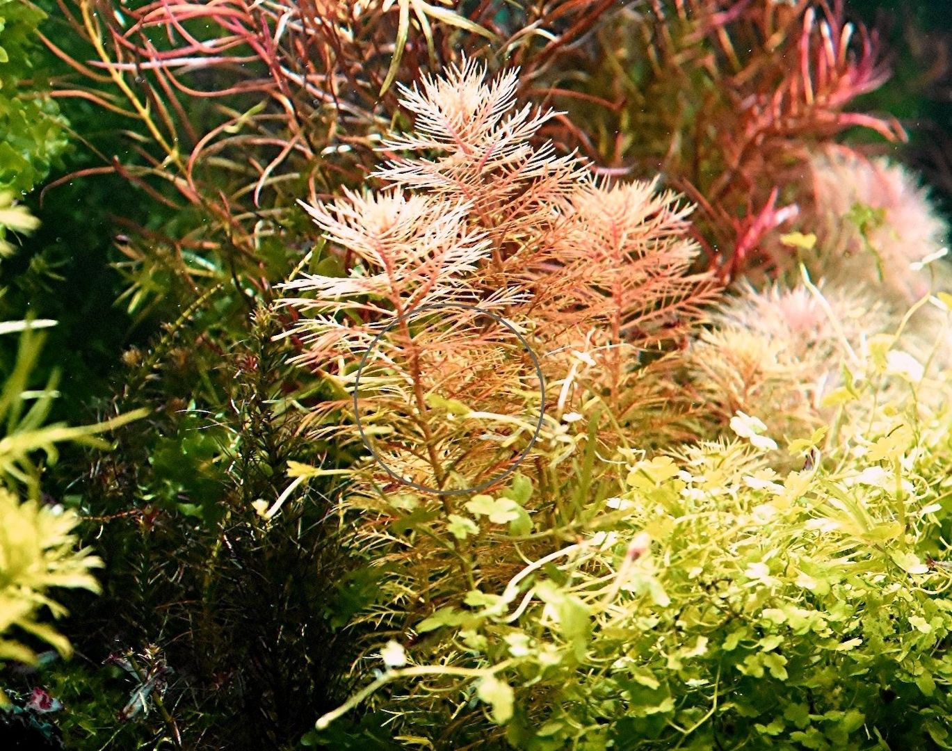 Amerikanisches Kammblatt,  Aquarienpflanze, Versand/ Abholung Amerikanisches Kammblatt,  Aquarienpflanze, Versand/ Abholung