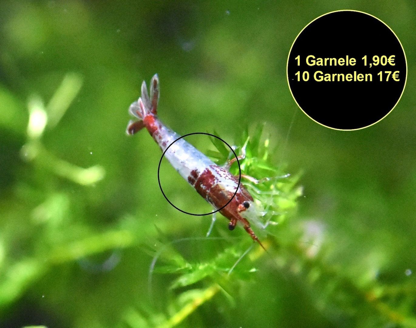 Red Rili Garnele, Zwerggarnele (ab 1,70€) (Versand/ Abholung)