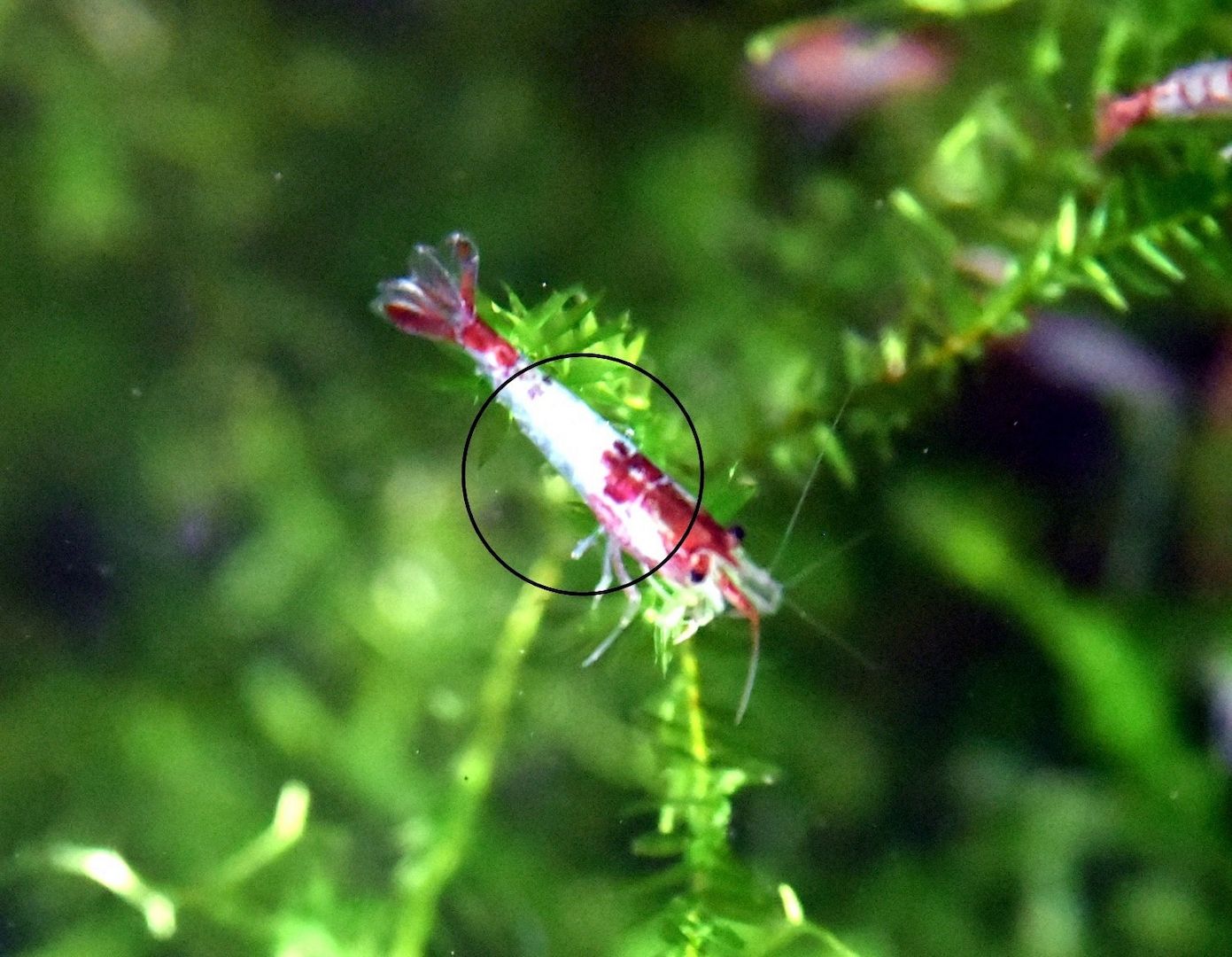 Red Rili Garnele, Zwerggarnele (ab 1,70€) (Versand/ Abholung)