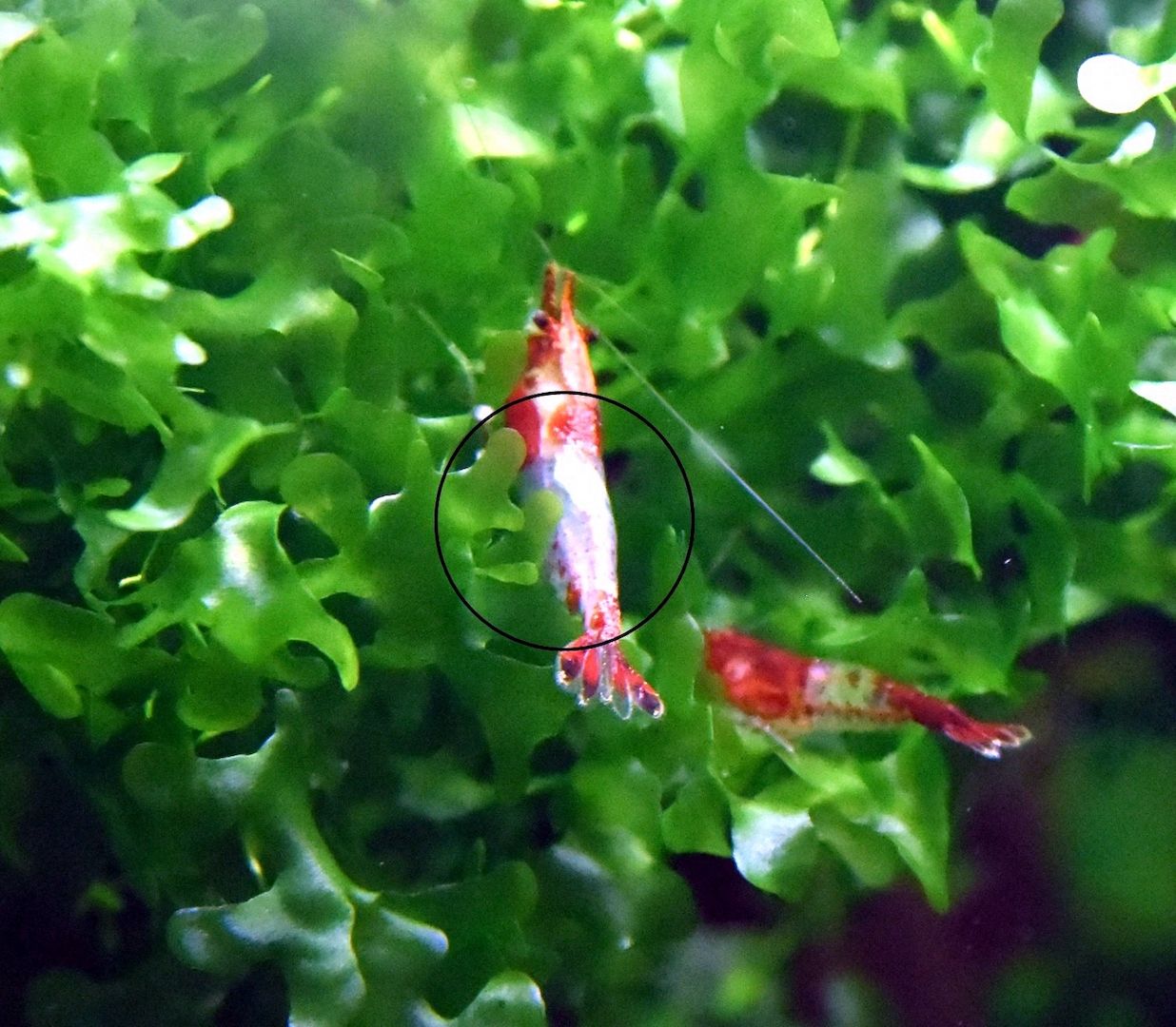 Red Rili Garnele, Zwerggarnele (ab 1,70€) (Versand/ Abholung)