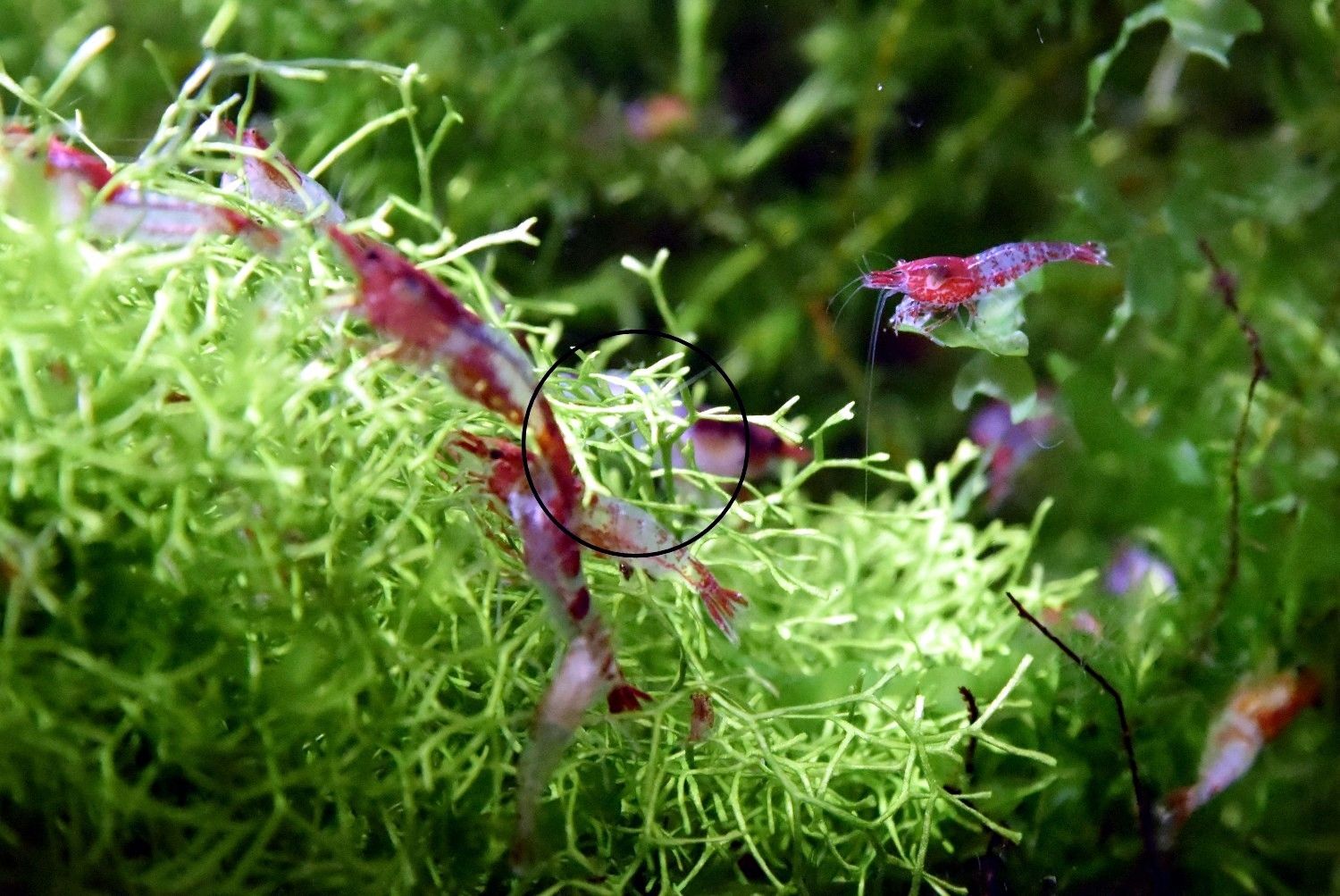 Red Rili Garnele, Zwerggarnele (ab 1,70€) (Versand/ Abholung)