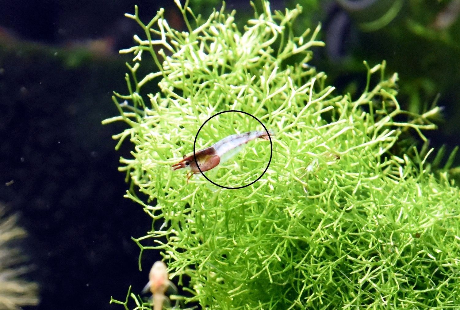 Red Rili Garnele, Zwerggarnele (ab 1,70€) (Versand/ Abholung)