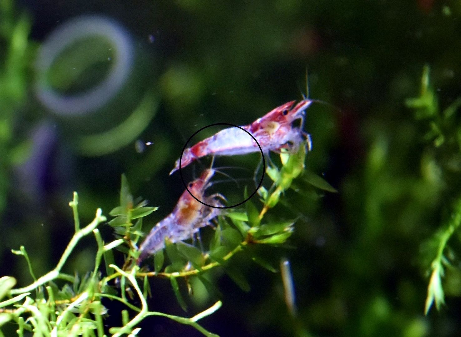 Red Rili Garnele, Zwerggarnele (ab 1,70€) (Versand/ Abholung)