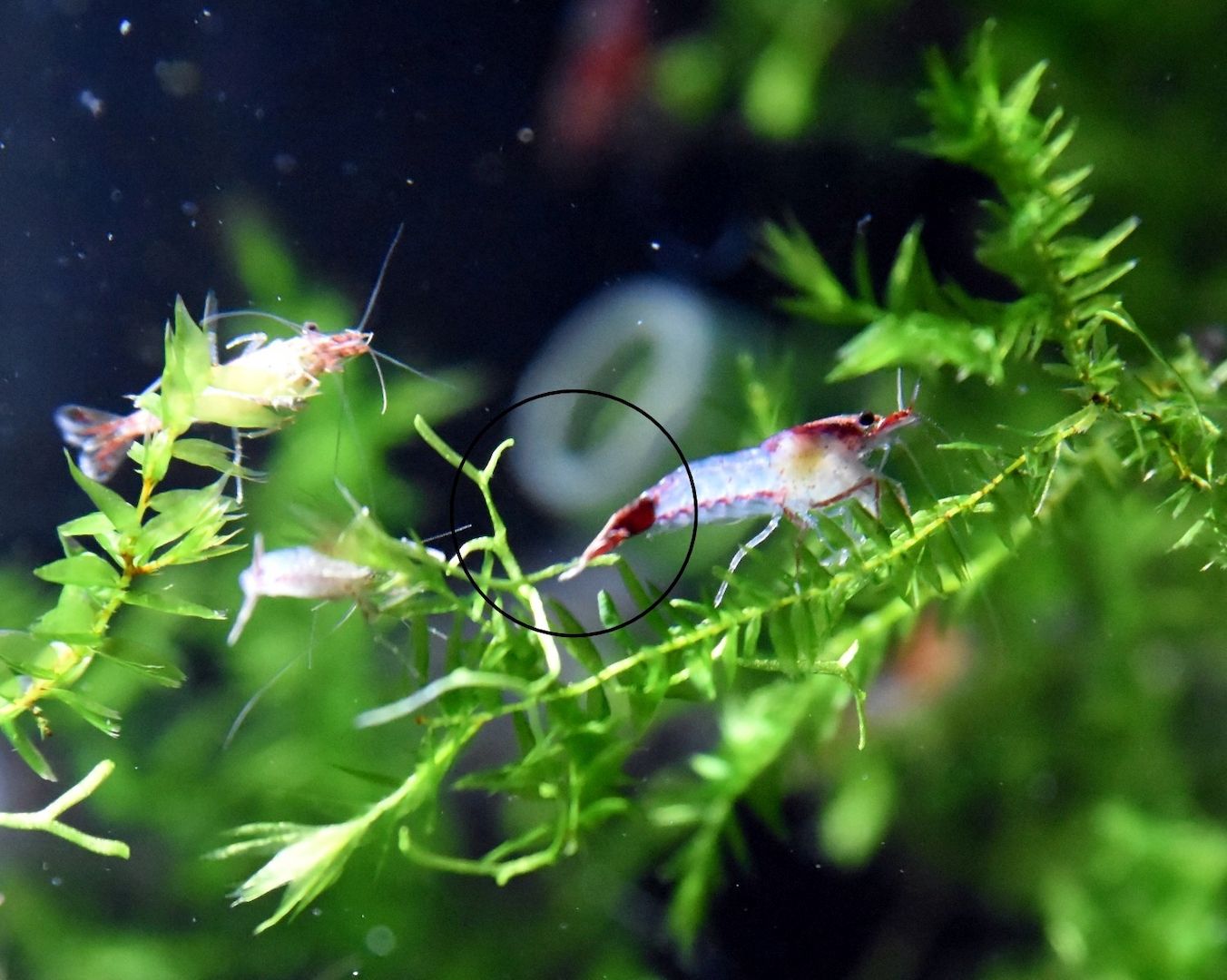 Red Rili Garnele, Zwerggarnele (ab 1,70€) (Versand/ Abholung)