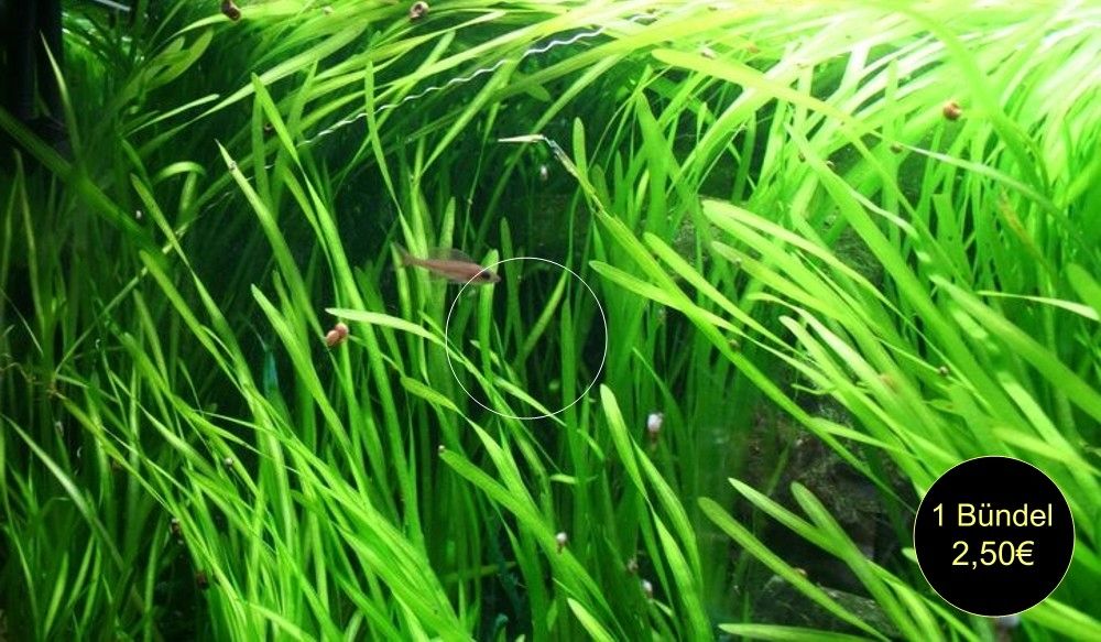 Wasserschraube, Valisneria, Wasserpflanze, Versand, Abholung Wasserschraube, Valisneria, Wasserpflanze, Versand, Abholung