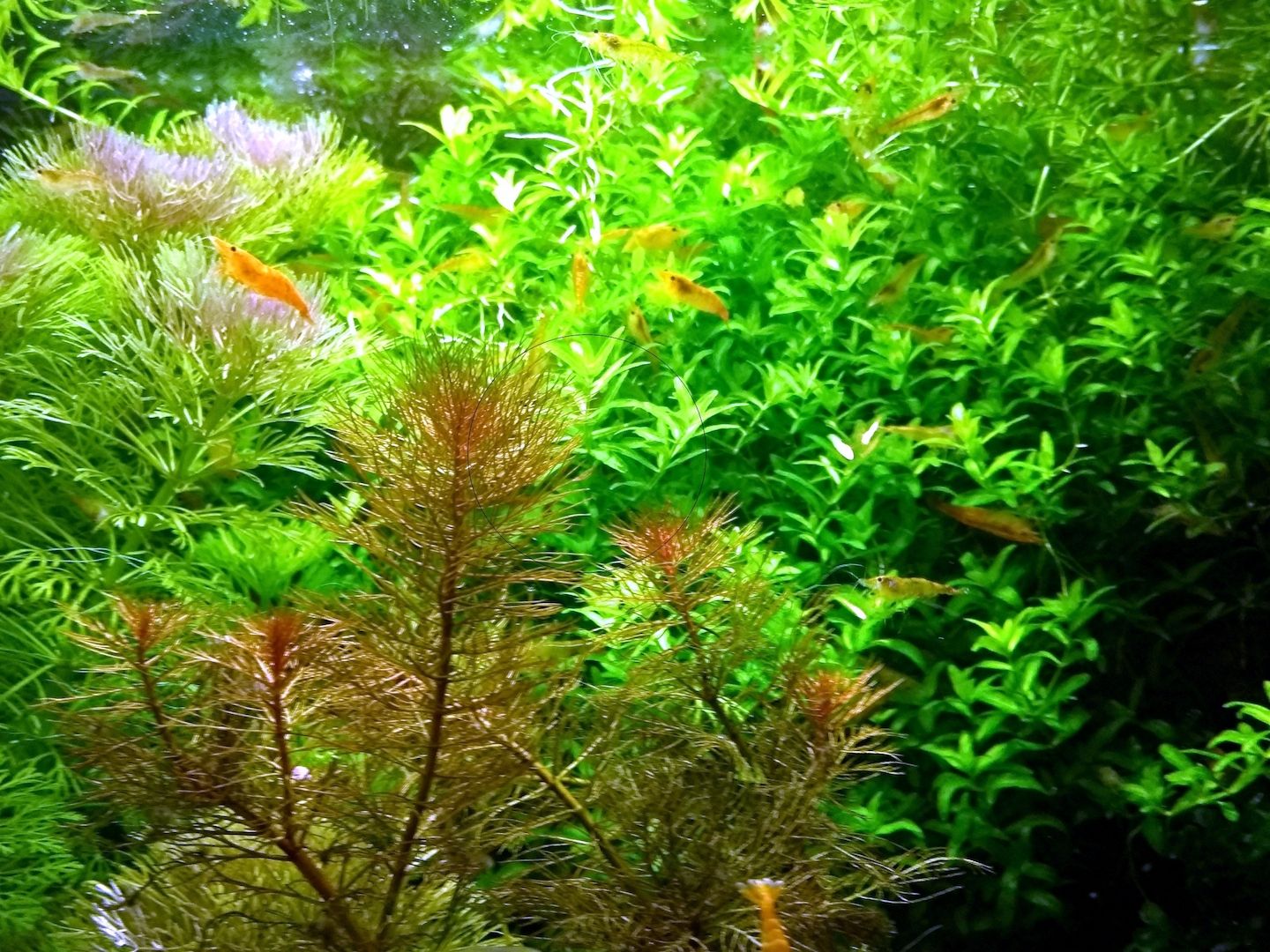 Zierliches Perlenkraut, Aquarienpflanze, Versand/ Abholung Zierliches Perlenkraut, Aquarienpflanze, Versand/ Abholung