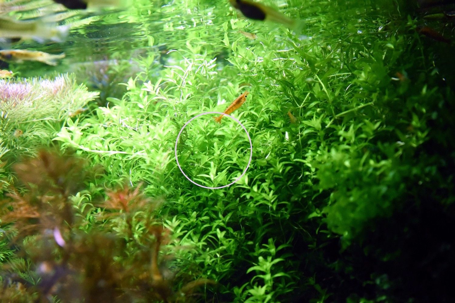 Zierliches Perlenkraut, Aquarienpflanze, Versand/ Abholung Zierliches Perlenkraut, Aquarienpflanze, Versand/ Abholung