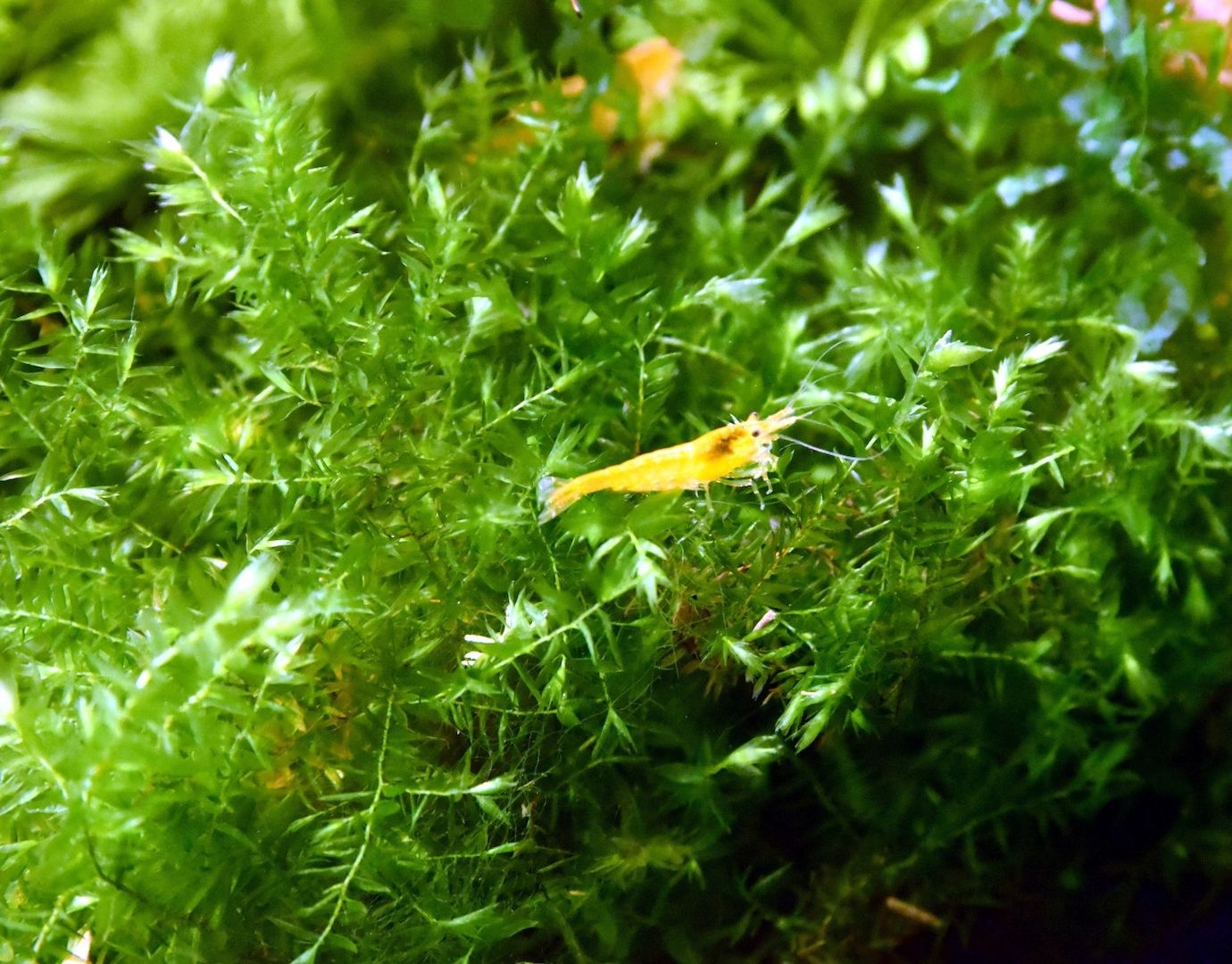 Quellmoos, Wasserpflanze, Versand/ Abholung Quellmoos, Wasserpflanze, Versand/ Abholung