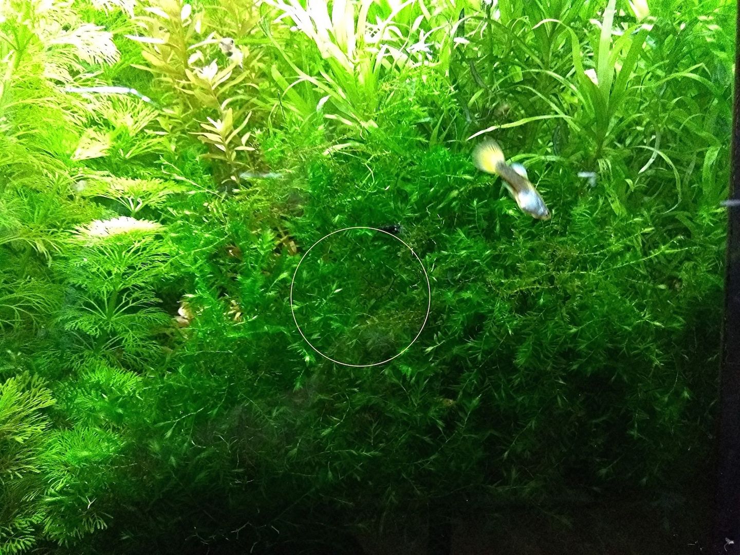 Quellmoos, Wasserpflanze, Versand/ Abholung Quellmoos, Wasserpflanze, Versand/ Abholung