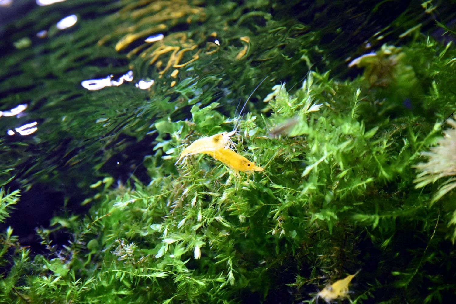 Quellmoos, Wasserpflanze, Versand/ Abholung Quellmoos, Wasserpflanze, Versand/ Abholung