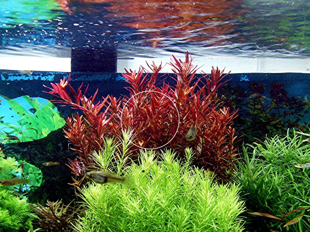 Rotala  „Singapore Blood Red“ (Versand/ Abholung) Rotala  „Singapore Blood Red“ (Versand/ Abholung)