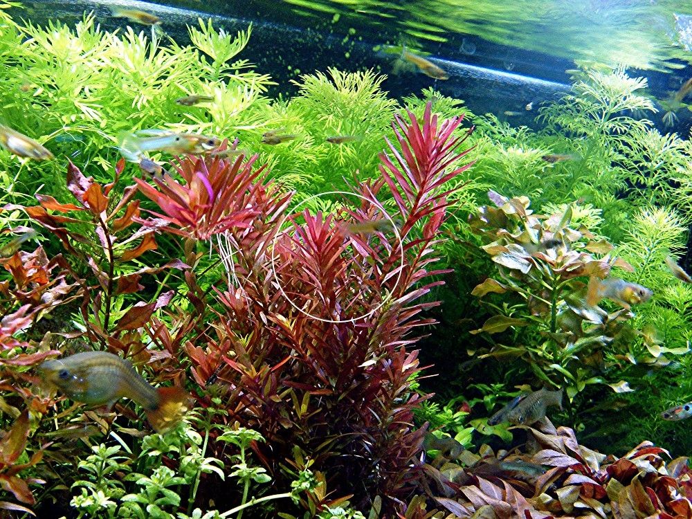 Rotala  „Singapore Blood Red“ (Versand/ Abholung) Rotala  „Singapore Blood Red“ (Versand/ Abholung)