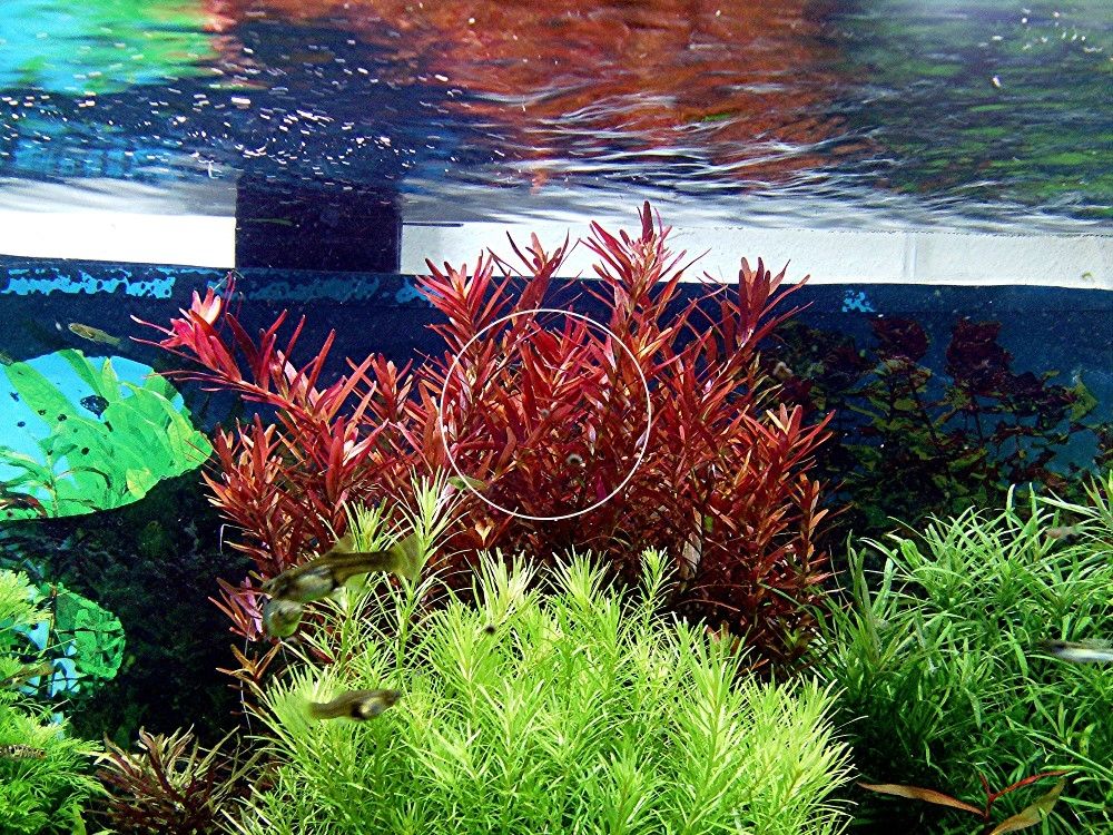 Rotala  „Singapore Blood Red“ (Versand/ Abholung) Rotala  „Singapore Blood Red“ (Versand/ Abholung)
